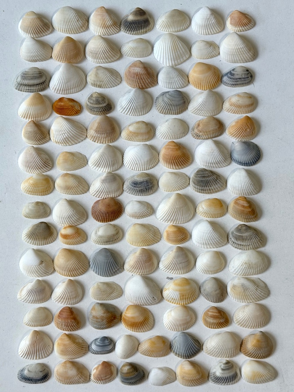 Seashells 100 Small Ark Clam Shells 1” to 1-3/8” Multi-Color Beach Decor Crafts